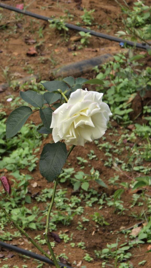 A single white rose with layered petals stands upright on a long green stem