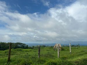 A serene landscape featuring a green pasture under a partly cloudy sky. In the foreground, a horse grazes peacefully near wooden fence posts.