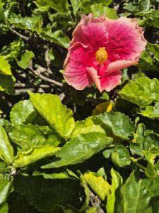 
A vibrant pink hibiscus flower with ruffled petals is centrally located among lush green leaves