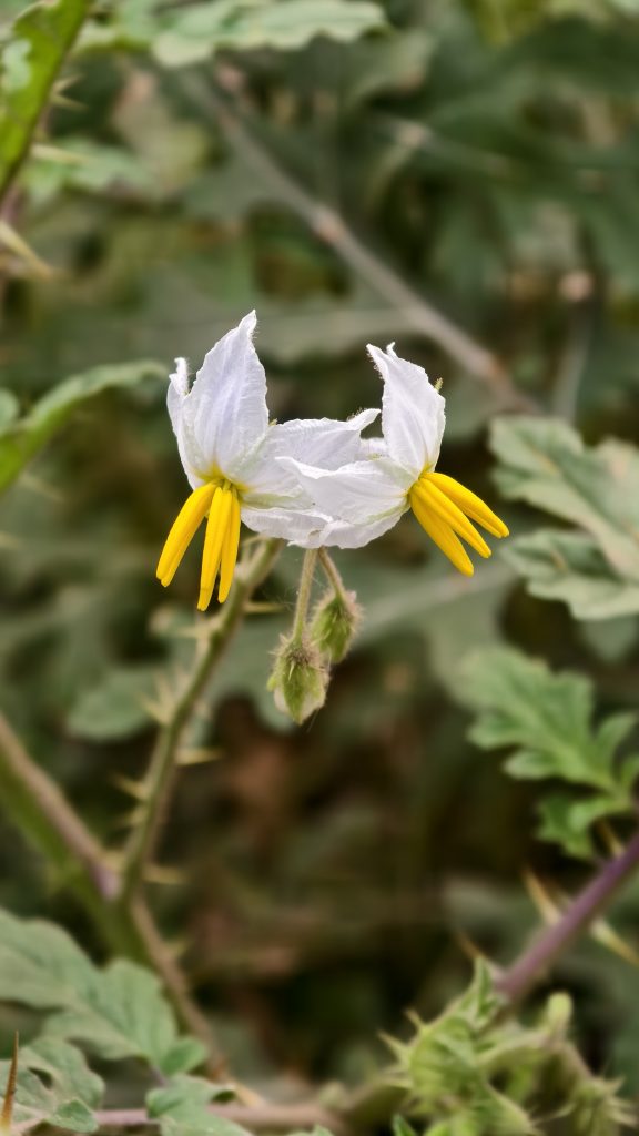 Close-up of a delicate white flower with two prominent yellow stamens in the center.