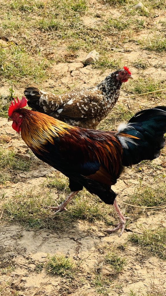 A colorful rooster walks on dry ground while a brown-and-white hen follows behind in the sun.