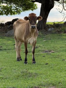 A brown cow stands on green grass in a pasture, looking directly at the camera.