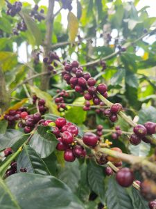Clusters of ripe coffee cherries growing among green leaves, highlighting the richness of a natural plantation setting.