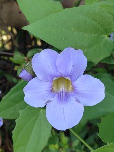 Close-up of a delicate lavender five-petaled flower with smooth, lightly veined petals and gently curled edges.
