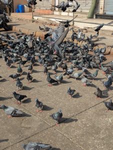 A large group of pigeons scattered across a concrete surface with some flying above while others are on the ground.
