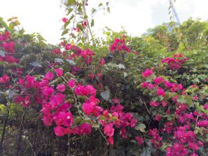 A vibrant cluster of bright pink bougainvillea flowers spreads across a lush, leafy backdrop, with tangled vines and greenery filling the scene under a softly lit sky.