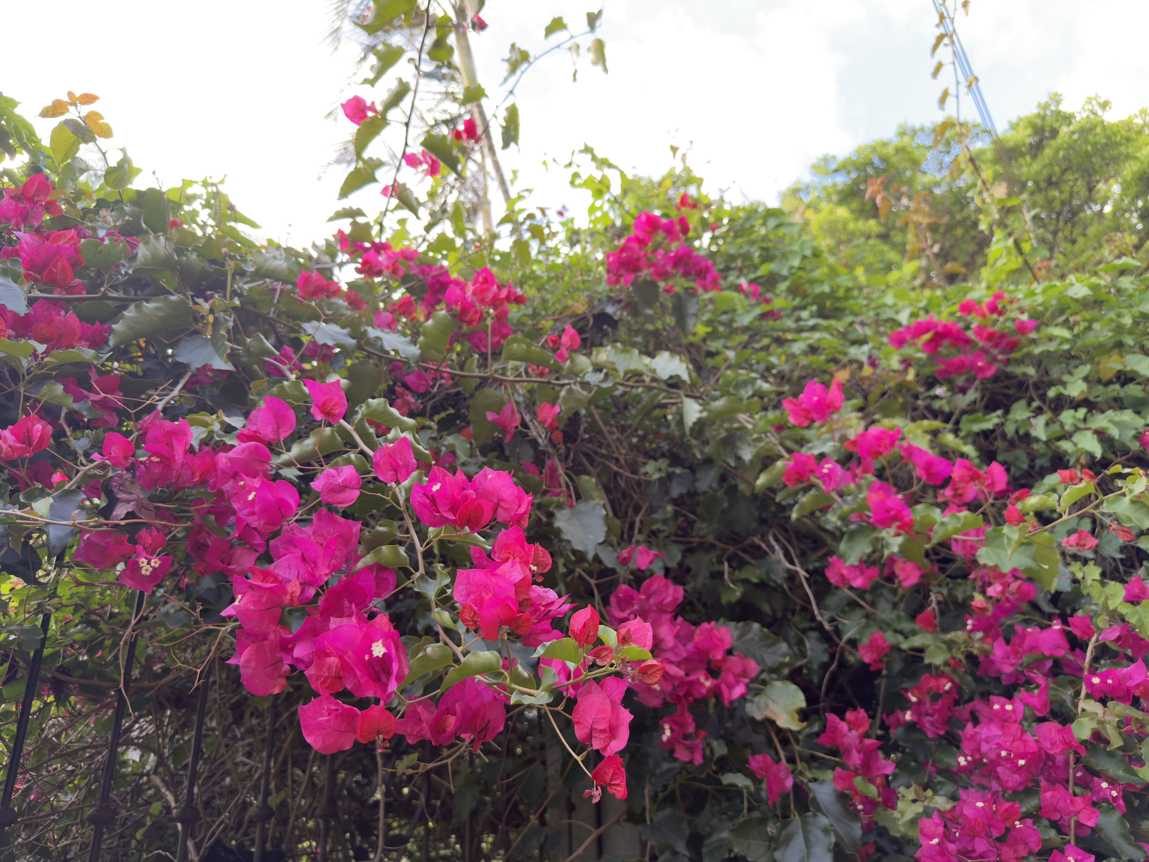 A vibrant cluster of bright pink bougainvillea flowers spreads across a lush, leafy backdrop, with tangled vines and greenery filling the scene under a softly lit sky.