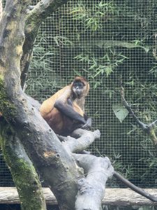 A brown and black monkey is perched on a tree branch, looking contemplatively away from the camera. The background features a wire mesh enclosure and green bamboo foliage, providing a natural habitat setting. The monkey's fur has a rich texture, and it appears relaxed while sitting on the gnarled wood of the tree.