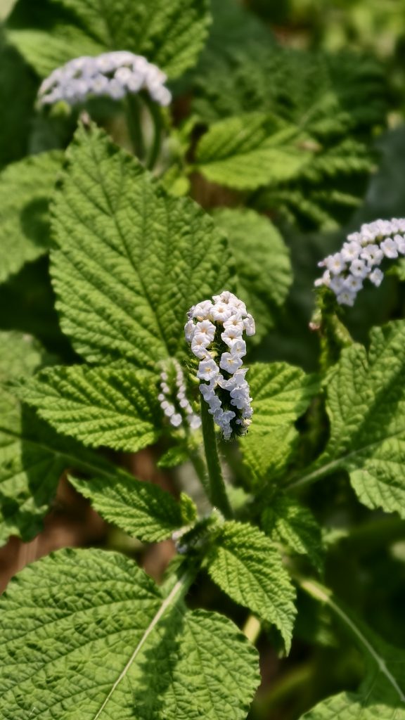 Small white flowers shaped like a curved spike bloom from a plant with large, textured green leaves in bright daylight.