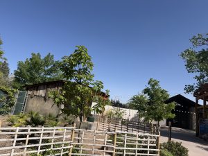 A sunny outdoor scene featuring a clear blue sky, with lush green trees and shrubs in the foreground. A rustic building with a wooden roof is partially visible alongside a fenced area