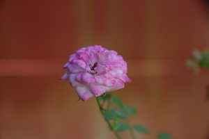 Close-up of a pink rose flower with soft petals and blurred background.