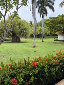 Palm tree garden with red flowers and green grass.