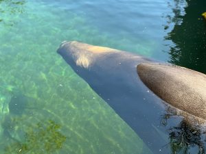 A close-up view of a large marine mammal partially submerged in clear, calm water, with its back and distinctive snout visible