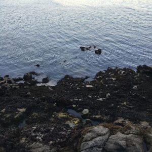 High-angle view of a rocky coastline meeting calm blue water. The dark foreground is covered in seaweed and barnacles, contrasting with the rippled water and small exposed rocks.