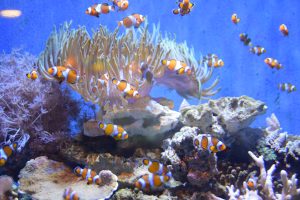 A shoal of vibrant orange and white Clownfish swimming around a beige anemone and diverse coral in a bright blue aquarium tank.