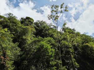 A vibrant green jungle in Braulio Carrillo National Park with dense foliage and tall trees reaching a bright blue sky with scattered clouds.