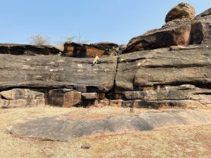 Large layered rock formations with a small dog walking across the top. The natural setting looks calm and raw. Shot at Aihole, Bagalkot, Karnataka.

