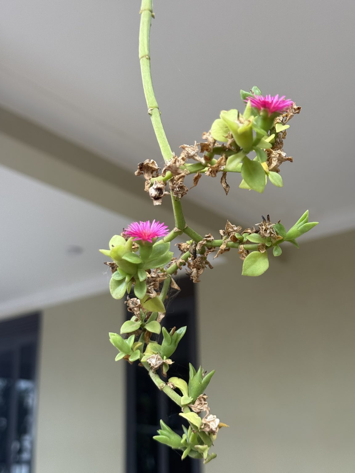A close-up of a green, succulent plant with small, pink flowers and some dried leaves.