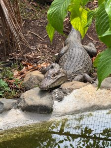 A caiman resting quietly beside the water, surrounded by rocks and lush green plants.