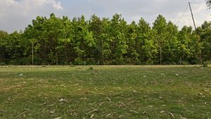 A row of lush green trees stands behind a grassy field with scattered debris under a hazy afternoon sky.