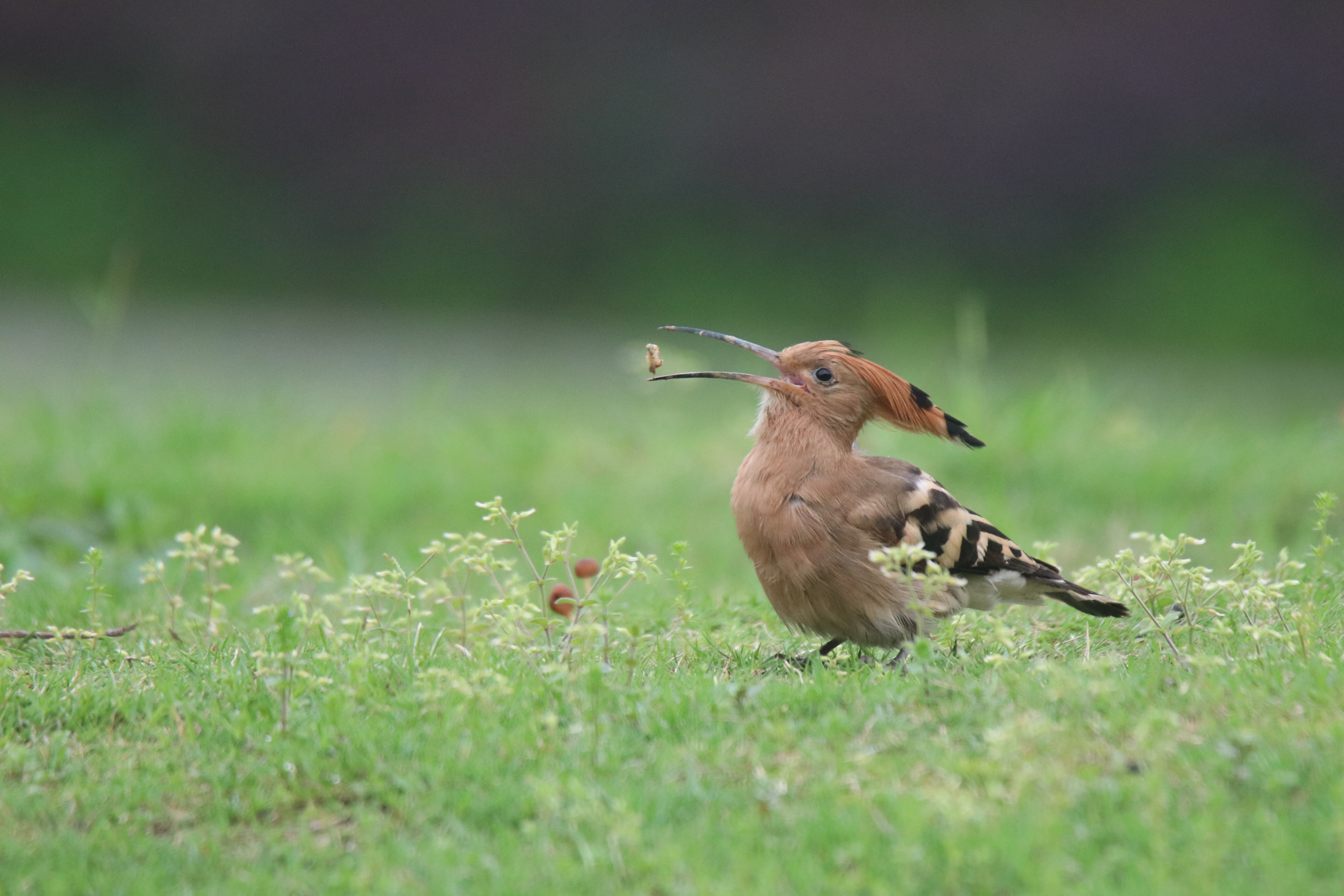 An Eurasian hoopoe is shown catching and tossing an insect before eating it, with a soft green background.