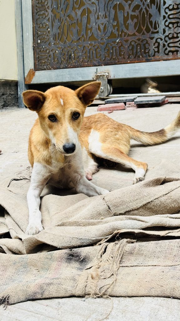 A tan and white dog lies on a burlap sack on a concrete floor, calmly looking at the camera, with an ornate metal gate in the background.