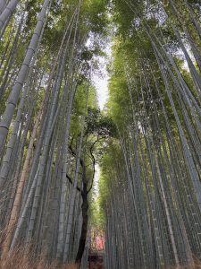 
A dense grove of tall bamboo stalks stretches upwards toward the sky, with lush green leaves at the top. I