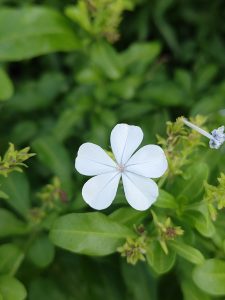 Close-up of a delicate white four-petaled flower with a soft pink center and subtle textured sheen.
