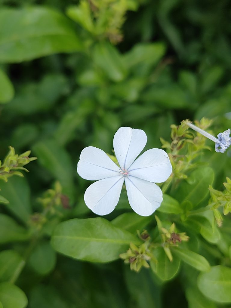 Close-up of a delicate white four-petaled flower with a soft pink center and subtle textured sheen.