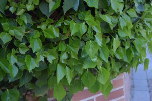 Lush green ivy leaves growing over a red brick wall. Close-up view of vibrant foliage with a blurred pavement background.