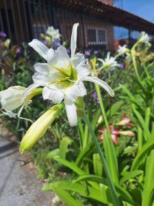 Close-up of a white flower with a green-yellow center, surrounded by greenery and a blue sky.