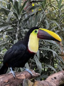
A colorful toucan perched on a wooden branch, surrounded by lush green plants.