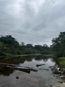 A tranquil scene of a river surrounded by lush greenery under a cloudy sky. Several fallen logs are partially submerged in the water, reflecting the surrounding foliage. The banks are lined with grass and dense vegetation, creating a serene, natural landscape.