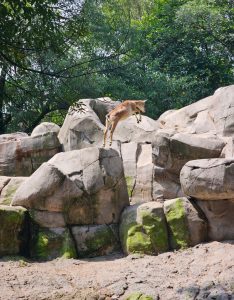 A mountain goat jumps across rocky ground, showing agility in its natural habitat.