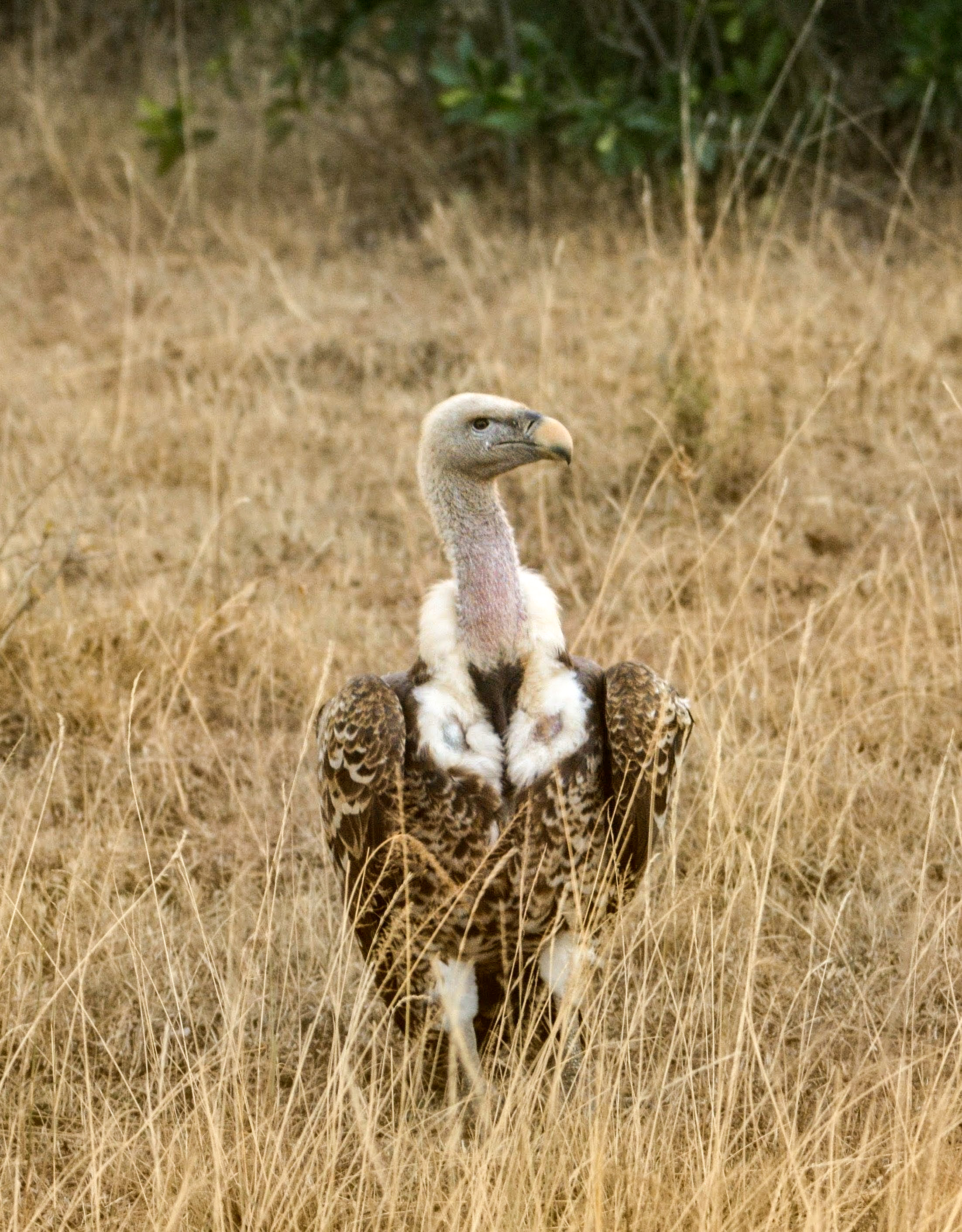A vulture standing in the dry grassland of Masai Mara, Kenya. The bird has a bald head, strong beak, and large wings. The surroundings have dry grass and a few bushes.