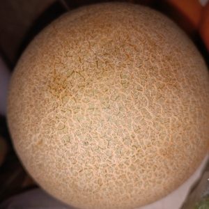 A close-up of a melon’s netted, light brown skin with a soft blurred background.