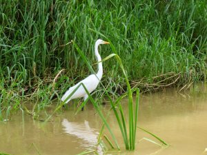 A heron standing in the water surrounded by vegetation.

