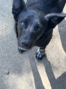 A close-up of a black dog with big ears and brown eyes looking at the camera, with shiny fur and white markings on its paws.