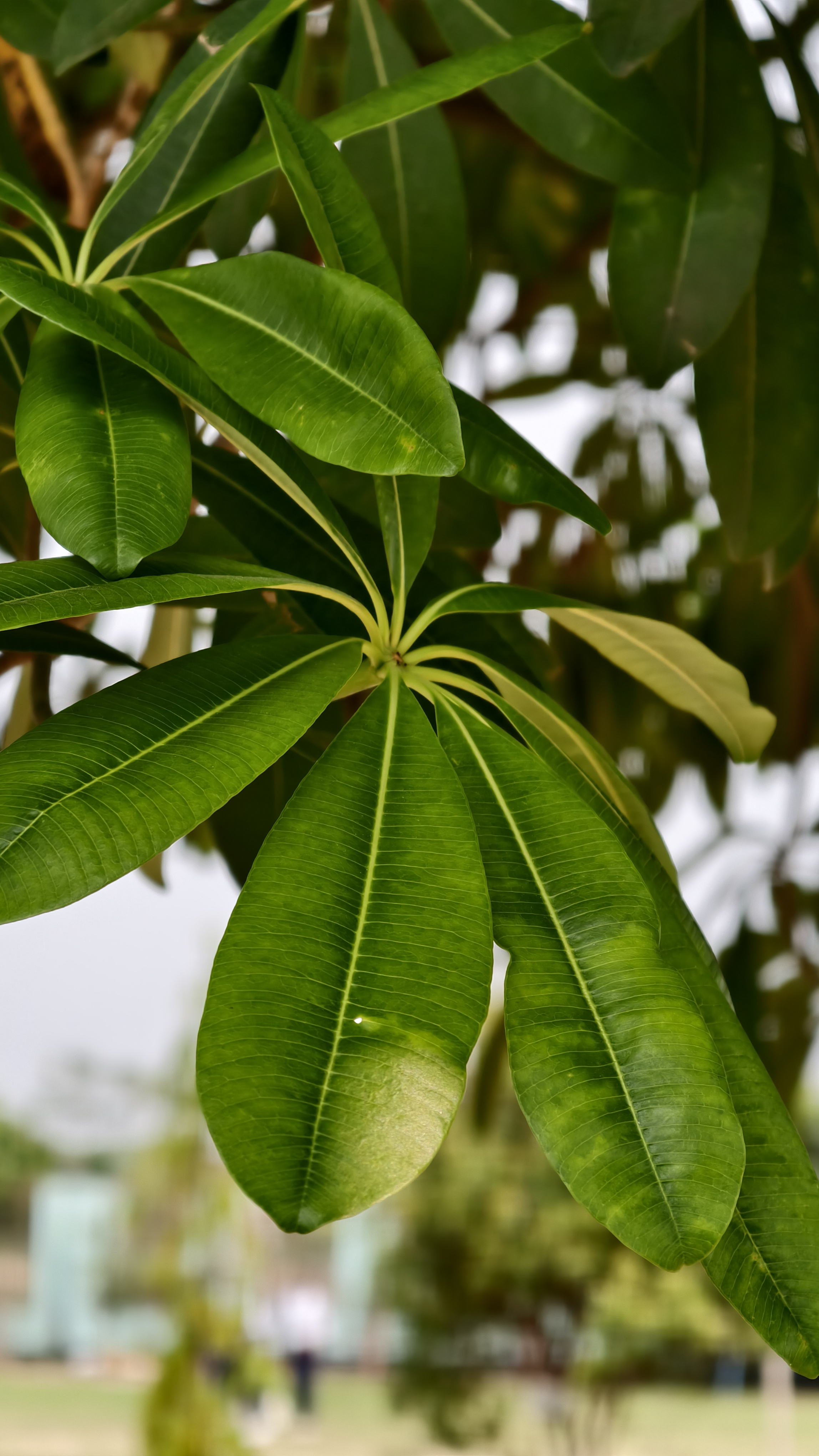 Close up view of long and vibrant green tropical leaves arranged in a circular pattern on a tree branch.