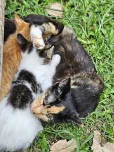 A tender moment of a Calico cat resting on the grass, nurturing her two kittens—one orange and one white with dark spots—while gently grooming the spotted one with care and affection.
