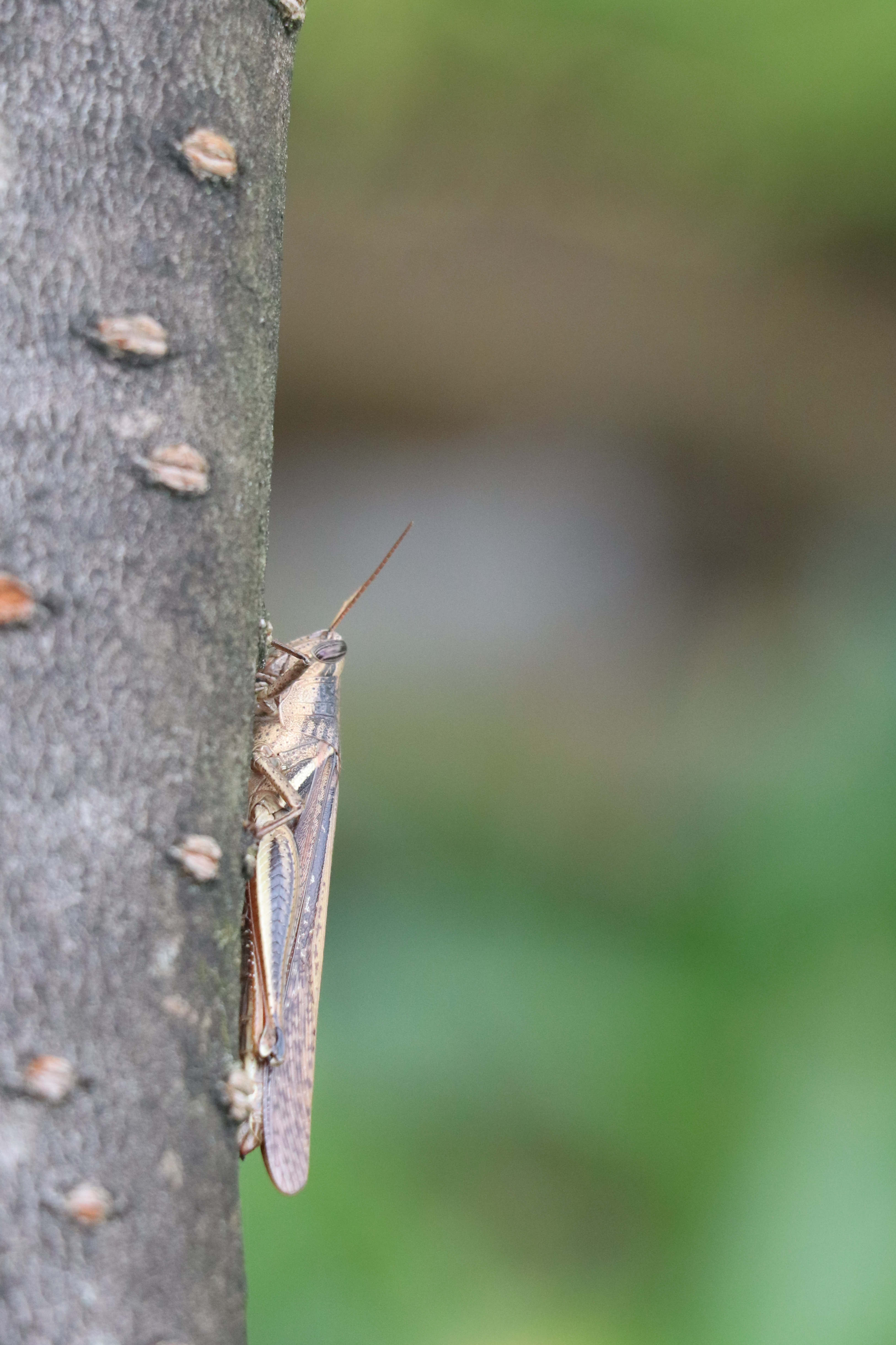 A grasshopper perched on a tree with a soft blurred background.