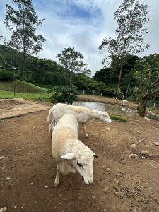 
Two sheep are standing on a dirt patch in a lush, green landscape. 