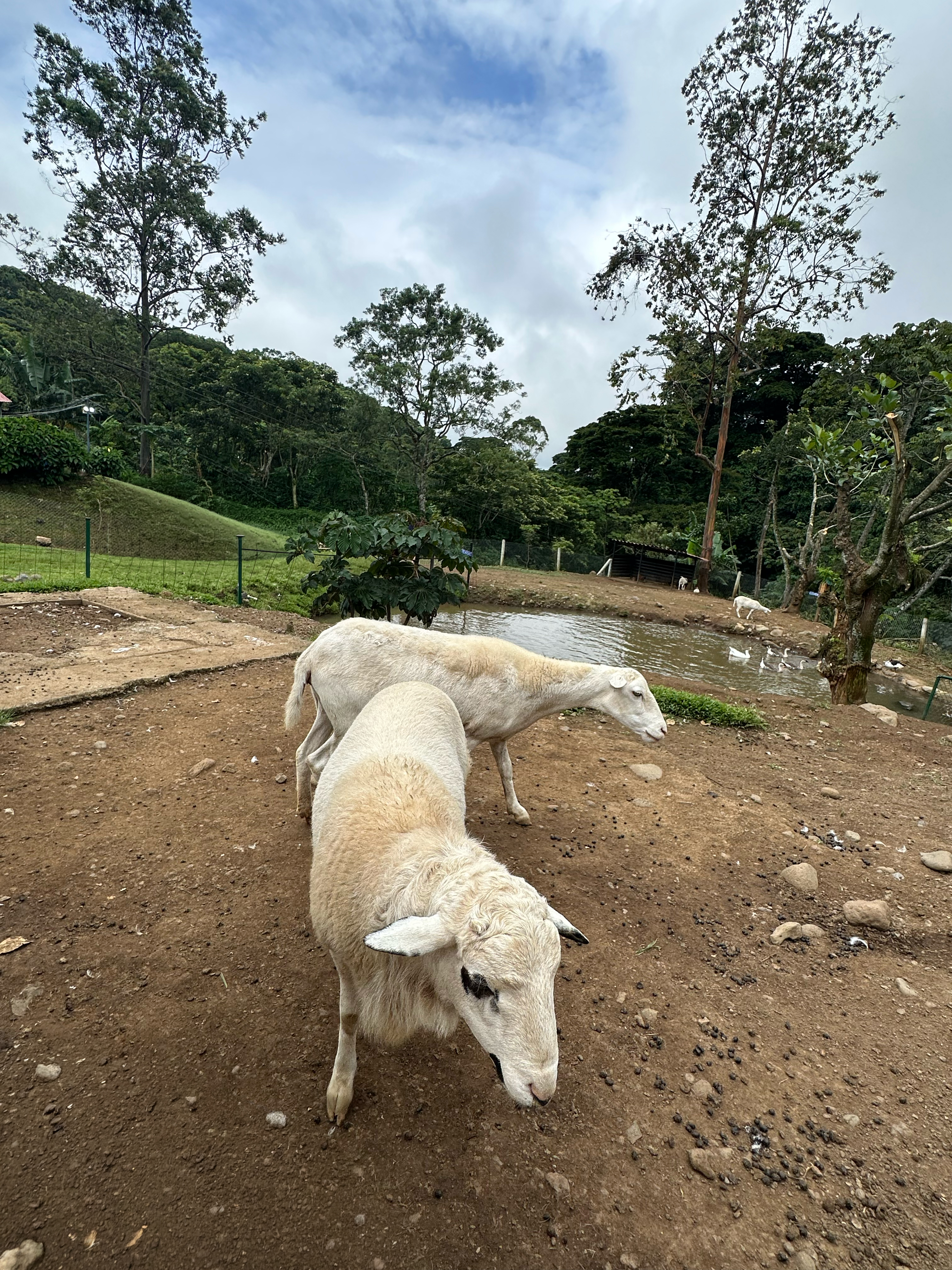 Two sheep are standing on a dirt patch in a lush, green landscape.