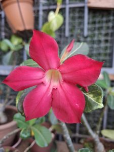 
A close-up of a vibrant, pink flower with five petals, displaying a smooth texture and a central opening.