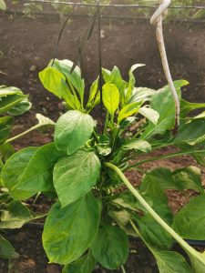 A close-up view of a healthy green plant with large, glossy leaves growing in soil