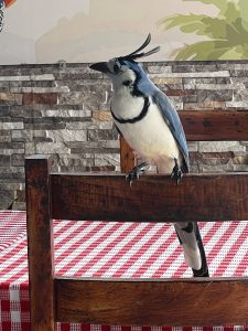 A blue jay perched on the back of a wooden chair, with a checkered red and white tablecloth visible in the foreground.