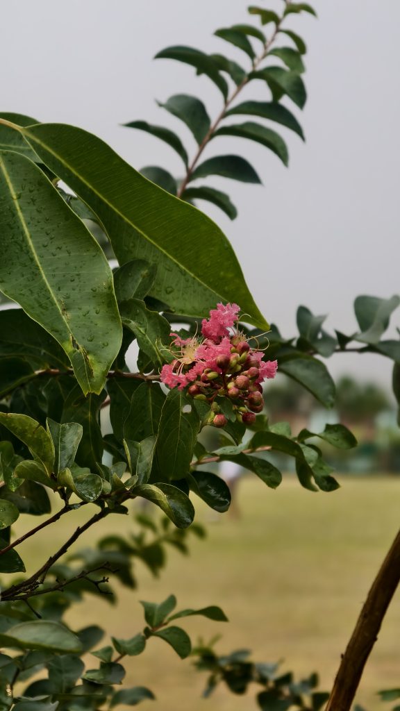 A close-up view of vibrant pink flowers and budding blossoms on a cluster of green leaves, with droplets of water on the leaves suggesting recent rainfall.