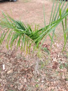 A young palm sapling with bright green fronds growing in dry, rocky soil, captured from above in natural light.