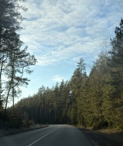 A paved road curves through a tall pine forest under a bright blue sky filled with textured white clouds.
