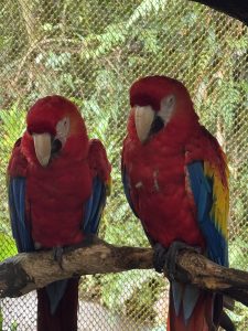 A pair of scarlet macaws perched on a branch, displaying vibrant red feathers with blue and yellow accents on their wings. 